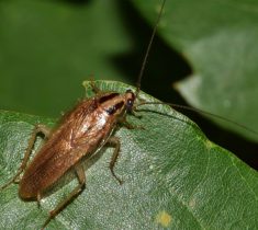 cockroach pest control essex 1 235x210 - Cockroach Problems & Removal