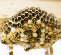 Residential Pest Control - Wasp Nest Removal